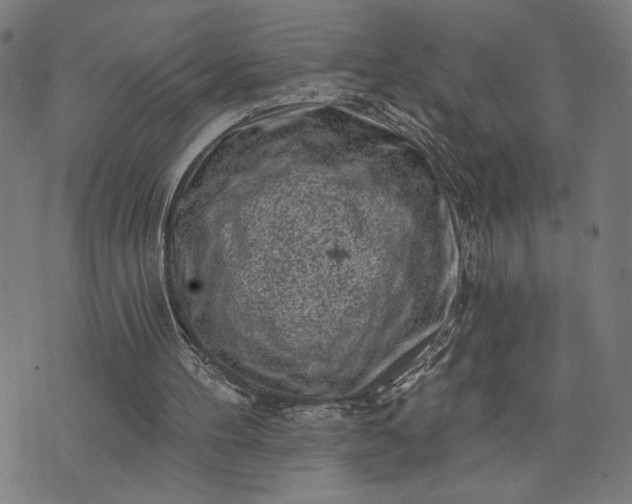 X0000074260100200609081746