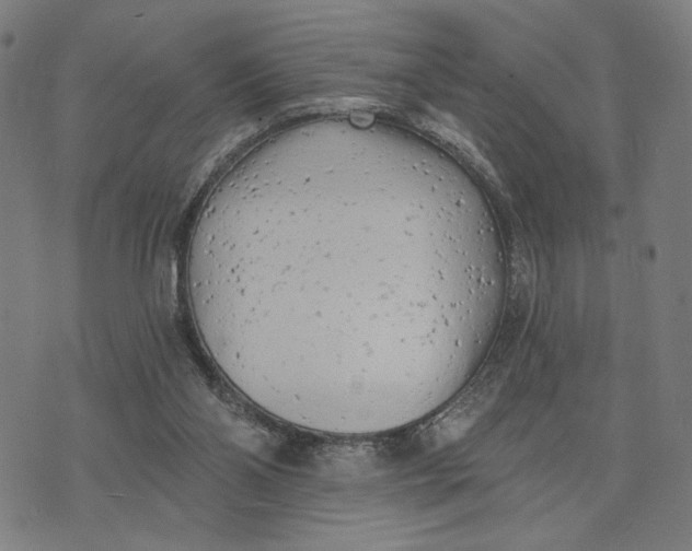 X0000074260110200609081746