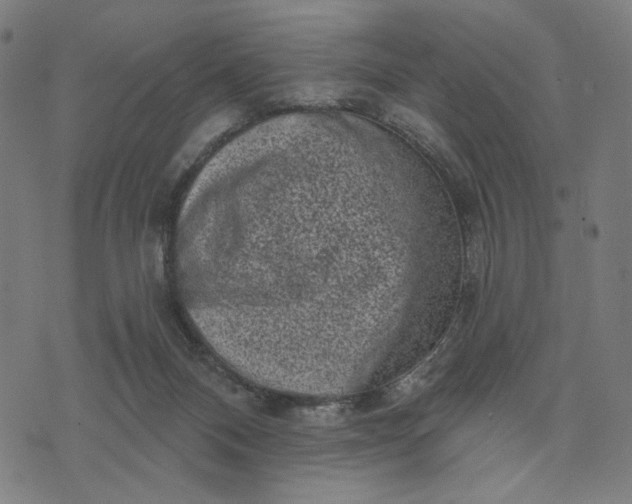 X0000074260120200609081746