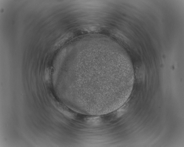 X0000074260132200609081746