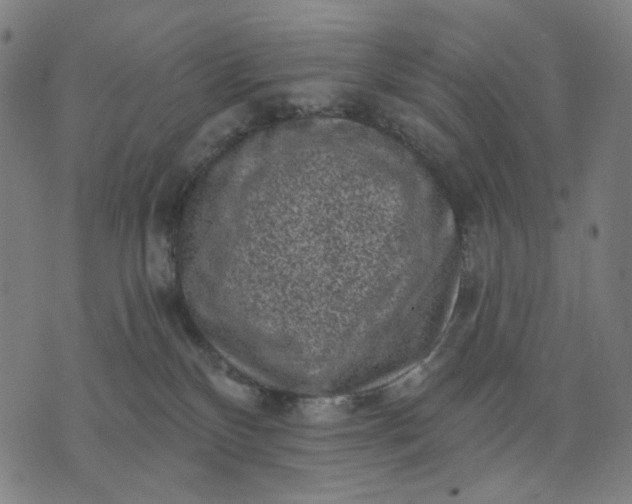 X0000074260136200609081745