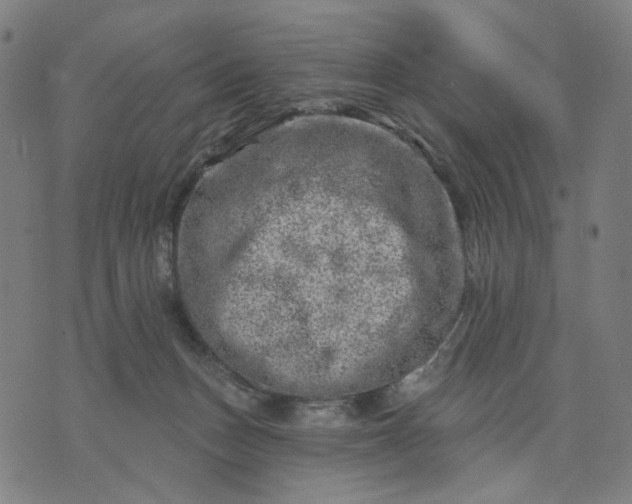 X0000074260175200609081745