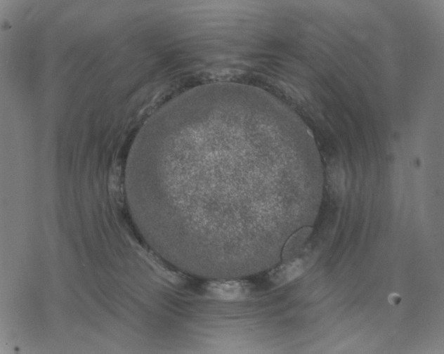 X0000074260181200609081745