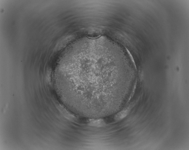 X0000074260185200609081745