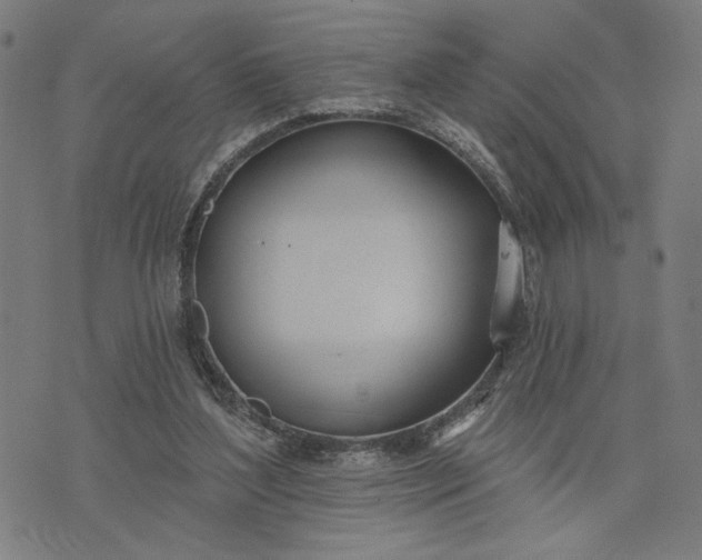 X0000074260204200609081744