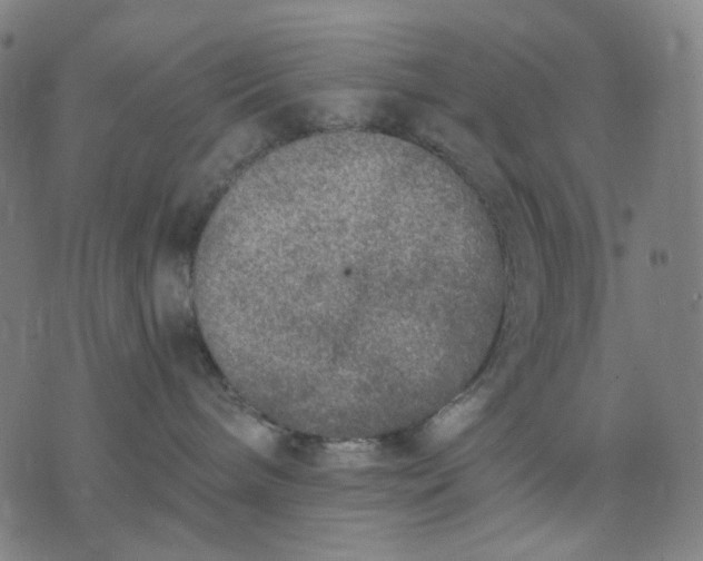 X0000074260240200609081744