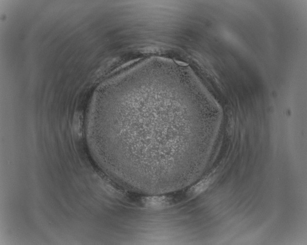 X0000074260273200609081744