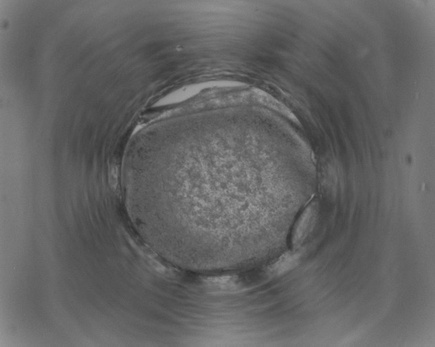 X0000074260281200609081744