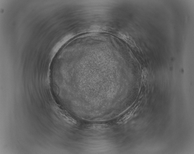 X0000074260292200609081743