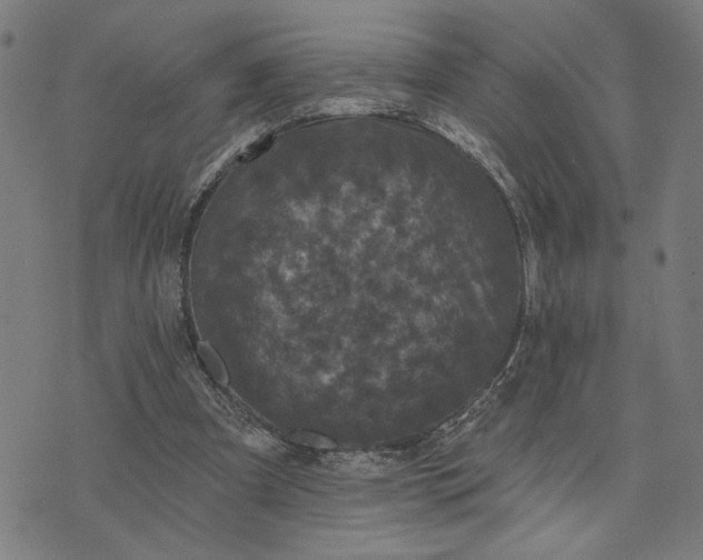 X0000074260297200609081743