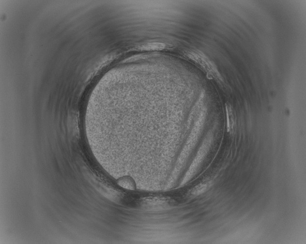 X0000074260300200609081743