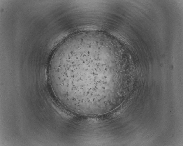 X0000074260302200609081743