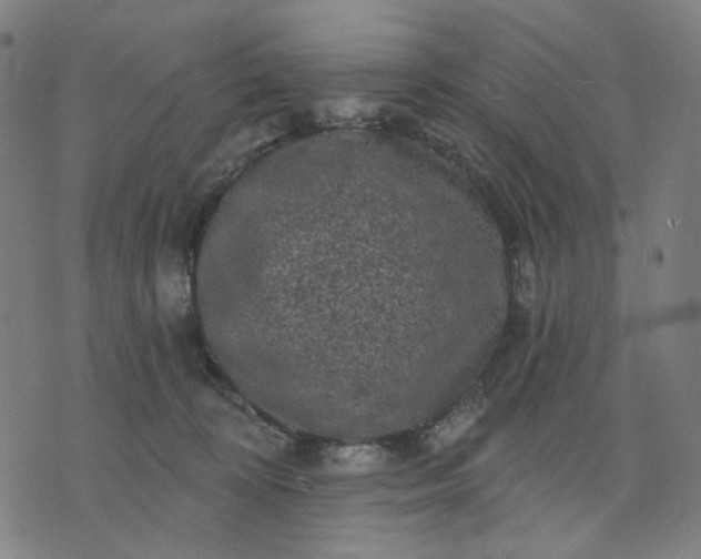 X0000074260324200609081742