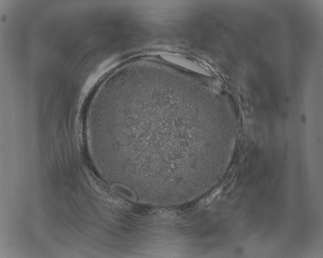 X0000074260343200609081742