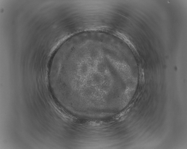 X0000074260346200609081742