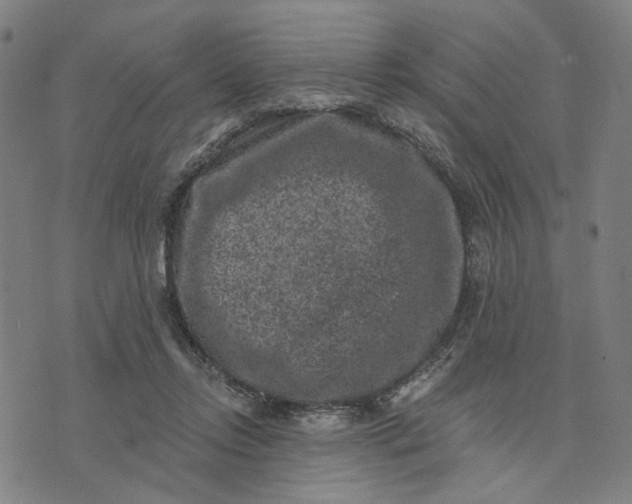 X0000074260358200609081742