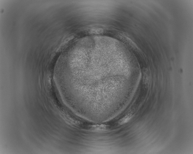 X0000074260363200609081742