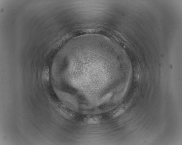 X0000074260368200609081742