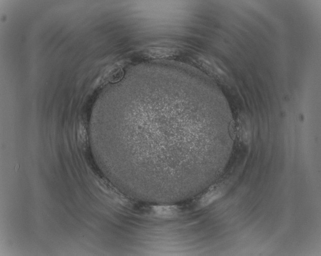 X0000074260371200609081742