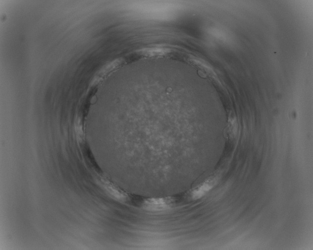 X0000074260381200609081742