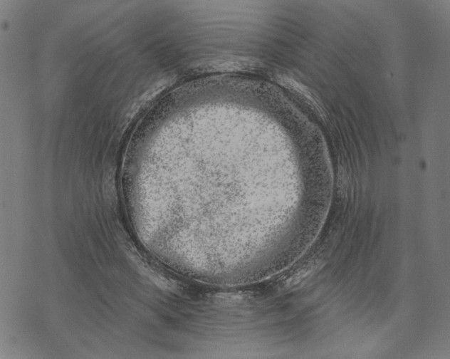 X0000074260394200609081741