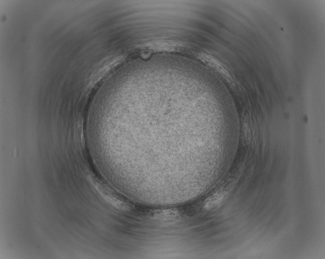 X0000074260398200609081741