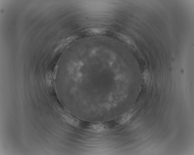 X0000074260423200609081741