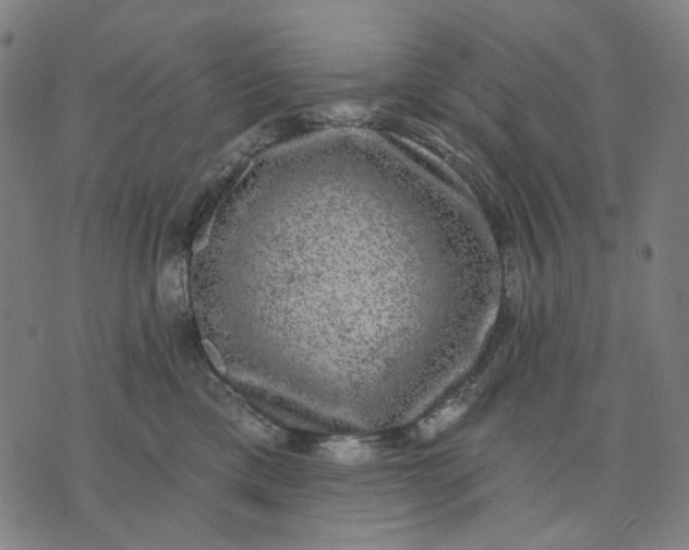 X0000074260425200609081741