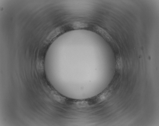 X0000074260426200609081741