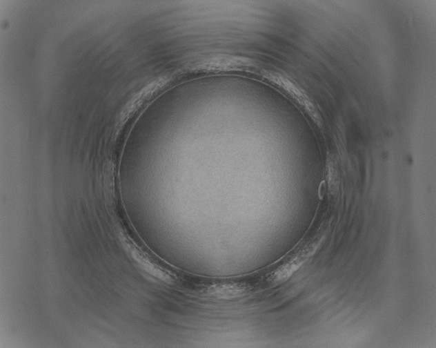 X0000074260445200609081740