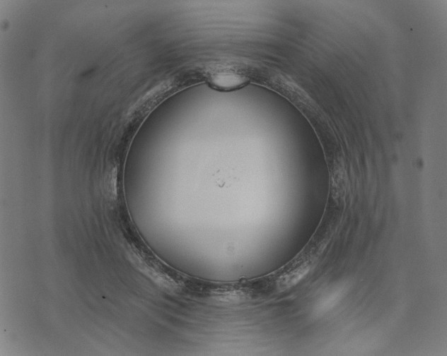 X0000074260454200609081740