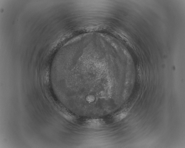 X0000074260499200609081740