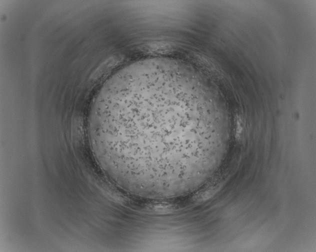 X0000074260506200609081739