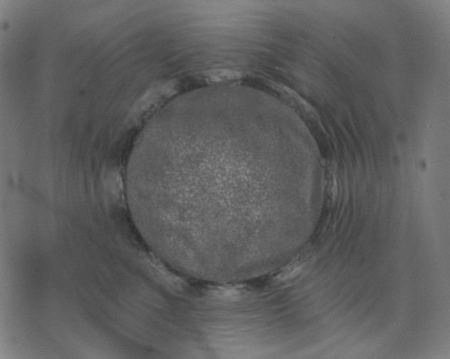 X0000074260523200609081739