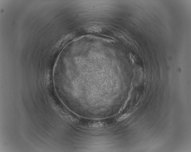 X0000074260600200609081738