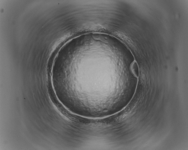 X0000074260630200609081737