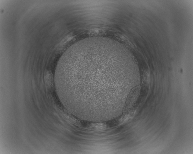 X0000074260659200609081737