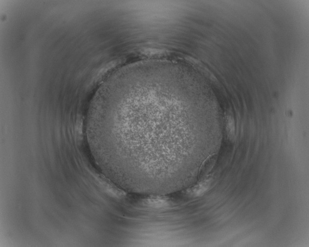 X0000074260668200609081737