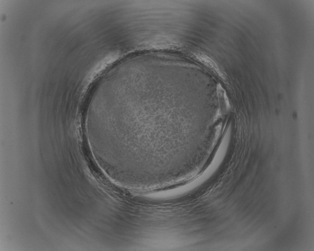 X0000074260680200609081737