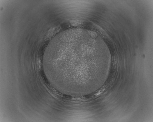 X0000074260703200609081736