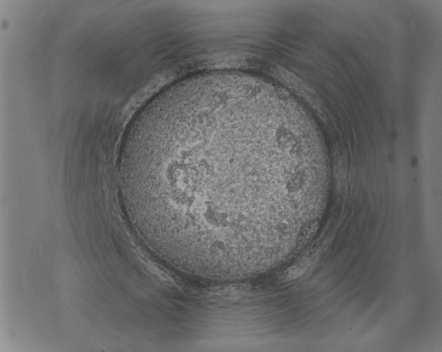 X0000074260721200609081735