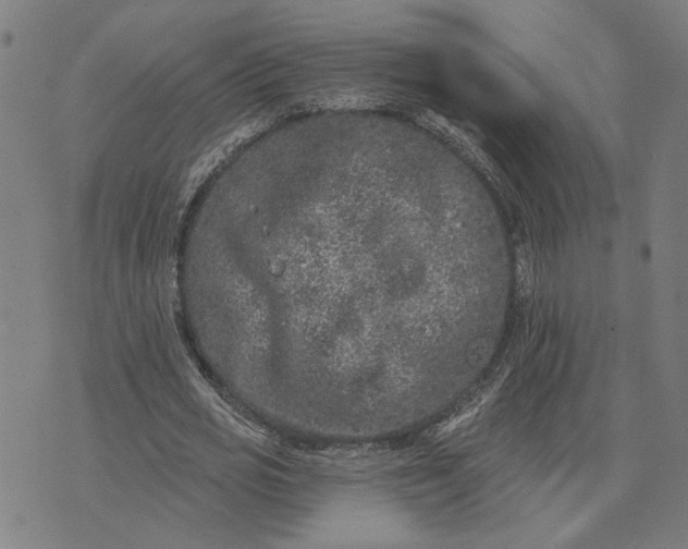 X0000074260725200609081735