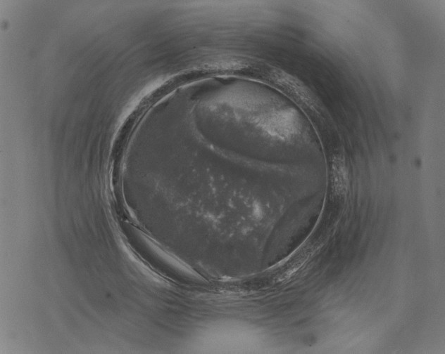 X0000074260726200609081735