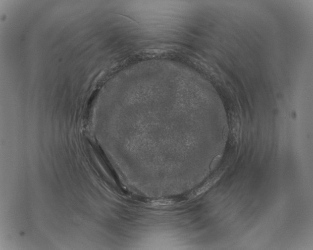 X0000074260758200609081736