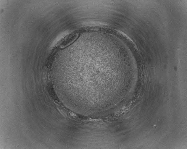 X0000074260775200609081735