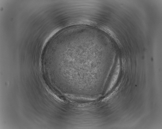 X0000074260780200609081735