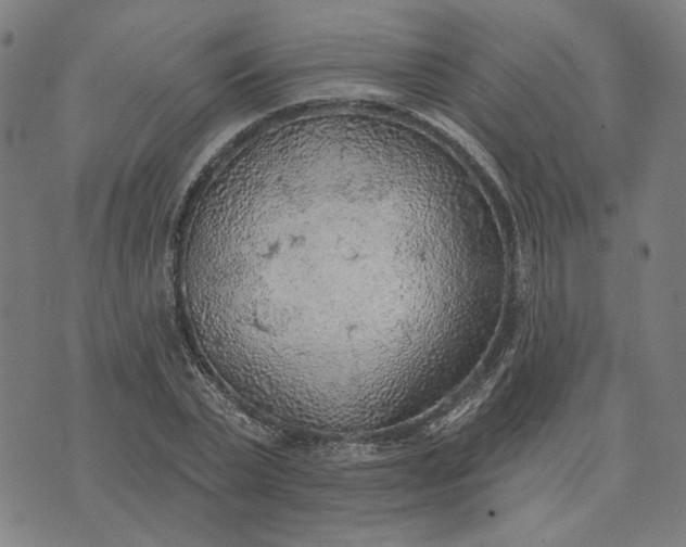 X0000074260783200609081735