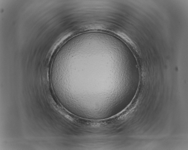 X0000074260790200609081735