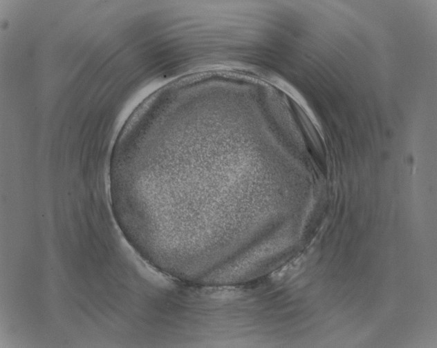 X0000074260811200609081735