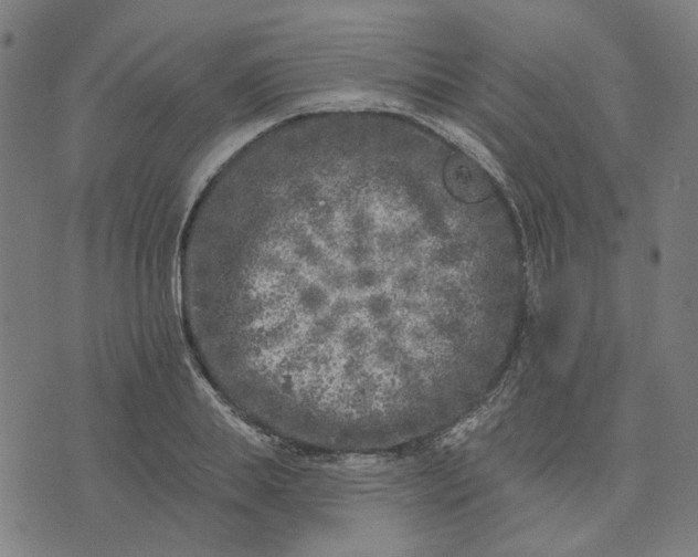 X0000074260839200609081734